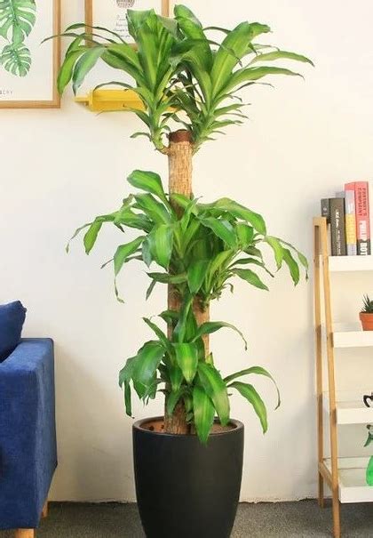 財位 植物|10種室內大型植物推薦！耐陰好養、風水招財，沒陽光。